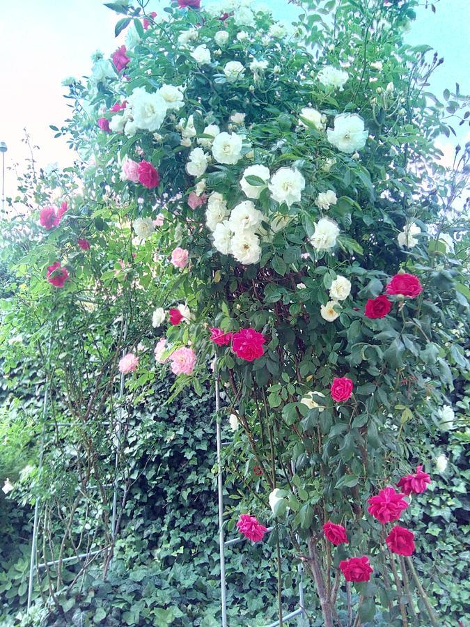 Penzion Villa Marion มาเรียอานซเกลาซนี ภายนอก รูปภาพ